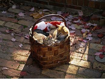 《我的世界》联动《海洋奇缘2》新DLC开启海洋冒险